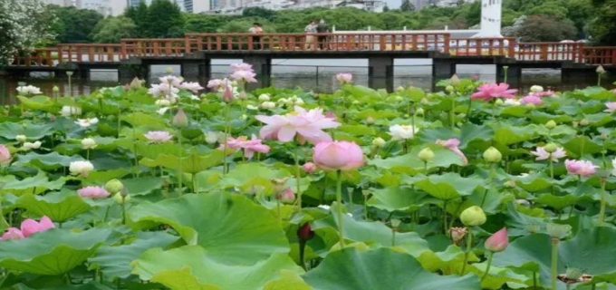 上海荷花基地在哪里